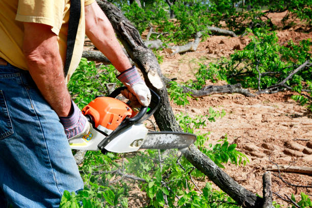 Professional Tree Services in Lavonia, GA