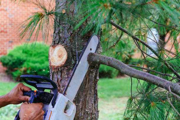 Tree and Shrub Care in Lavonia, GA